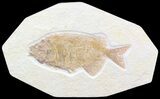 Nice Phareodus Fish Fossil - Wyoming #44536-1